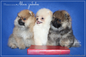 Щенки померанского шпица, документы КСУ-FСI