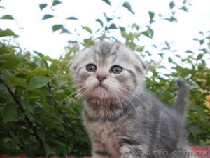 Продам вислоухих котят