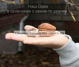 Cаженцы грецкого ореха грецкий орех - <ro>Изображение</ro><ru>Изображение</ru> #5, <ru>Объявление</ru> #941842