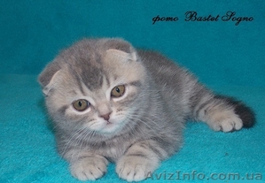 котик шоу класс