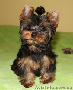 Щенки йоркширский терьер в Донецке.