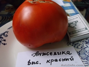 Продам семена томатов (помидор) от 03.12.14 - <ro>Изображение</ro><ru>Изображение</ru> #4, <ru>Объявление</ru> #817873
