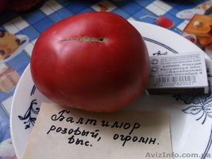 Продам семена томатов (помидор) от 03.12.14 - <ro>Изображение</ro><ru>Изображение</ru> #6, <ru>Объявление</ru> #817873