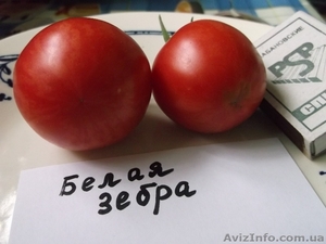 Продам семена томатов (помидор) от 03.12.14 - <ro>Изображение</ro><ru>Изображение</ru> #2, <ru>Объявление</ru> #817873