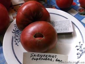 Продам семена томатов (помидор) от 03.12.14 - <ro>Изображение</ro><ru>Изображение</ru> #1, <ru>Объявление</ru> #817873