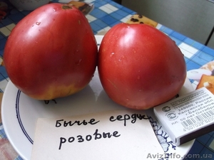 Продам семена томатов (помидор) от 03.12.14 - <ro>Изображение</ro><ru>Изображение</ru> #7, <ru>Объявление</ru> #817873