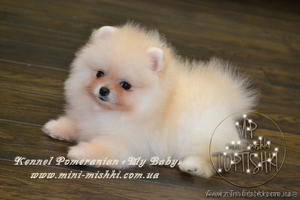 VIP Щеночки карликового померанского шпица высокого качества Тип-Мишки!