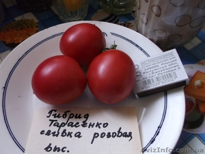 Продам семена томатов (помидор) от 03.12.14 - <ro>Изображение</ro><ru>Изображение</ru> #10, <ru>Объявление</ru> #817873