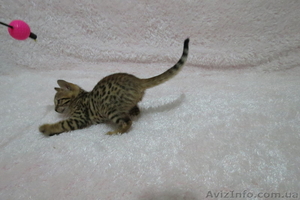 Бенгальский котёнок(мини леопард). - <ro>Изображение</ro><ru>Изображение</ru> #3, <ru>Объявление</ru> #952196