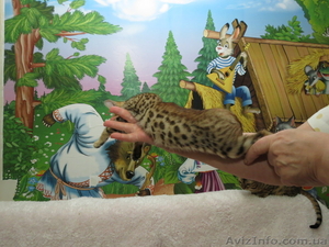 Бенгальский котёнок(мини леопард). - <ro>Изображение</ro><ru>Изображение</ru> #1, <ru>Объявление</ru> #952196
