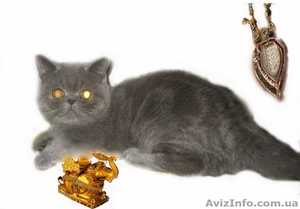 Экзотические котята-экзоты