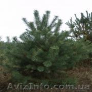 Купить новогодние сосны и елки оптом - <ro>Изображение</ro><ru>Изображение</ru> #1, <ru>Объявление</ru> #978891