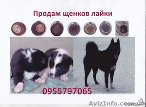 продам породистых щенков русско-европейской лайки - <ro>Изображение</ro><ru>Изображение</ru> #2, <ru>Объявление</ru> #981152