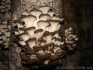 вешанка-мицелий.грибные блоки. свежие грибы - <ro>Изображение</ro><ru>Изображение</ru> #3, <ru>Объявление</ru> #166445