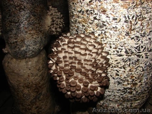 вешанка-мицелий.грибные блоки. свежие грибы - <ro>Изображение</ro><ru>Изображение</ru> #5, <ru>Объявление</ru> #166445