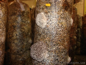 вешанка-мицелий.грибные блоки. свежие грибы - <ro>Изображение</ro><ru>Изображение</ru> #4, <ru>Объявление</ru> #166445