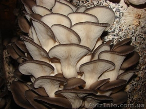 вешанка-мицелий.грибные блоки. свежие грибы - <ro>Изображение</ro><ru>Изображение</ru> #2, <ru>Объявление</ru> #166445