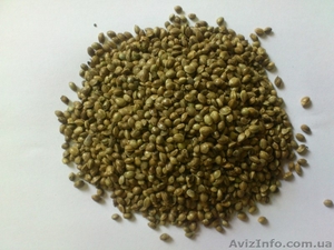 Семена конопли технической продам оптом и в розницу от производителя - <ro>Изображение</ro><ru>Изображение</ru> #1, <ru>Объявление</ru> #995815
