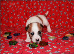 Джек рассел терьер,  щенки шоу-класса,  привозные крови