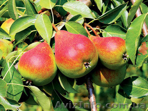 Плодовые растения - Черешня, вишня, персик, абрикос, слива, яблоня... - <ro>Изображение</ro><ru>Изображение</ru> #5, <ru>Объявление</ru> #1007309