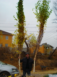 Лиственные растения крупномеры. ( h 2. 00м – h 9. 00м ) - <ro>Изображение</ro><ru>Изображение</ru> #2, <ru>Объявление</ru> #1006008