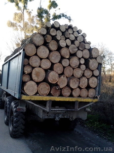 Продам дрова дубовые - <ro>Изображение</ro><ru>Изображение</ru> #1, <ru>Объявление</ru> #1005118