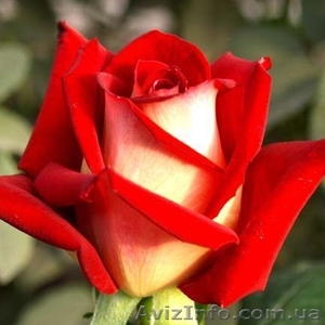   Саженцы роз из частной коллекции - <ro>Изображение</ro><ru>Изображение</ru> #1, <ru>Объявление</ru> #1014227