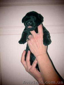 Русский чёрный терьер - щенки