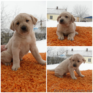 Щенки лабрадора в Донецке.