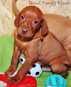 Щенки редкой,  не многочисленной породы венгерская легавая(выжла)