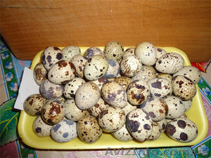 Инкубационное яйцо перепелов породы Техасский белый бройллер - <ro>Изображение</ro><ru>Изображение</ru> #2, <ru>Объявление</ru> #1044393