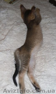 Продам котенка девочка чаузи - <ro>Изображение</ro><ru>Изображение</ru> #3, <ru>Объявление</ru> #1065429
