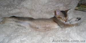 Продам котенка девочка чаузи - <ro>Изображение</ro><ru>Изображение</ru> #1, <ru>Объявление</ru> #1065429