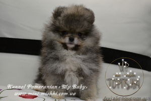 Эксклюзивные мини щеночки карликового померанского шпица VIP-classa!