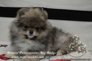 Эксклюзивные мини щеночки карликового померанского шпица SHOW-classa!