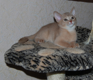 абиссинка окраса фавн