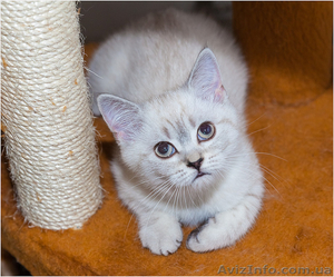 Продам шотландского котенка скотиш страйт - <ro>Изображение</ro><ru>Изображение</ru> #1, <ru>Объявление</ru> #1078663