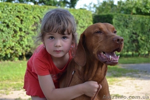 Щенки венгерской выжлы