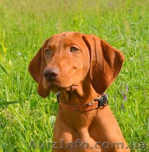 Щенок венгерской легавой