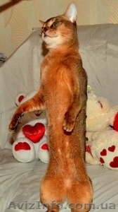 Продаются чистокровные абиссинские котята - <ro>Изображение</ro><ru>Изображение</ru> #6, <ru>Объявление</ru> #1097858
