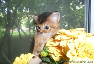 Продаются чистокровные абиссинские котята - <ro>Изображение</ro><ru>Изображение</ru> #1, <ru>Объявление</ru> #1097858