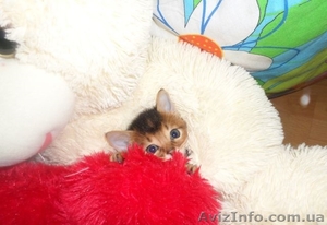 Продаются чистокровные абиссинские котята - <ro>Изображение</ro><ru>Изображение</ru> #2, <ru>Объявление</ru> #1097858