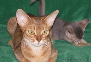 Продаются чистокровные абиссинские котята - <ro>Изображение</ro><ru>Изображение</ru> #3, <ru>Объявление</ru> #1097858