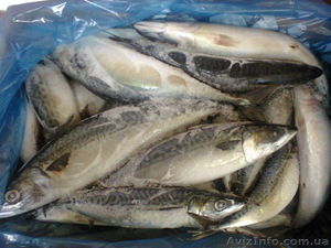 Продам Скумбрию свежемороженую