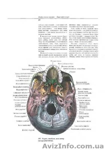 атлас анатомии человека Синельникова - <ro>Изображение</ro><ru>Изображение</ru> #1, <ru>Объявление</ru> #1139799