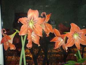Комнатные цветы от 03.12.14 - <ro>Изображение</ro><ru>Изображение</ru> #1, <ru>Объявление</ru> #971425