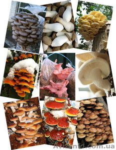 Купити продаж міцелій печериці,  гливи,  шиітаке,  опенька
