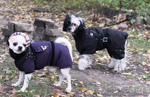Одежда для всех пород собак Индивидуальный пошив - <ro>Изображение</ro><ru>Изображение</ru> #2, <ru>Объявление</ru> #1186705