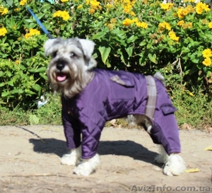 Одежда для всех пород собак Индивидуальный пошив - <ro>Изображение</ro><ru>Изображение</ru> #3, <ru>Объявление</ru> #1186705