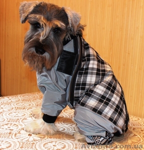 Одежда для всех пород собак Индивидуальный пошив - <ro>Изображение</ro><ru>Изображение</ru> #1, <ru>Объявление</ru> #1186705